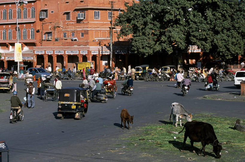 吃,横图,城市,建筑,街道,摩托车,自行车,印度,城镇,古城,交通,车,脚踏车,骑,粉色,交通工具,骑车,摄影,牲畜,载具,拉贾斯坦邦,母牛,斋普尔,喂养,彩图,家牛