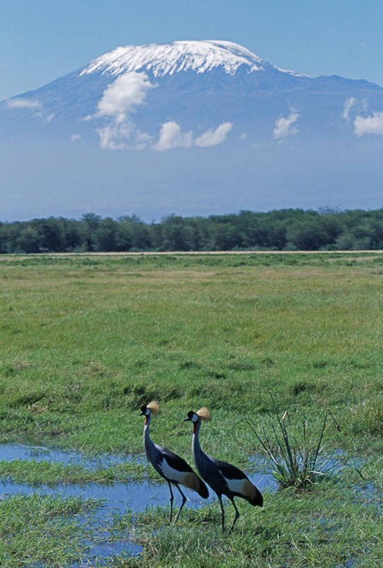 无人,竖图,室外,山,水,雪山,哺乳动物,野生动物,羽毛,非洲,肯尼亚,涉水,鹤,鸟类,自然,动物,摄影,考古学,沼泽,乞力马扎罗山,彩图