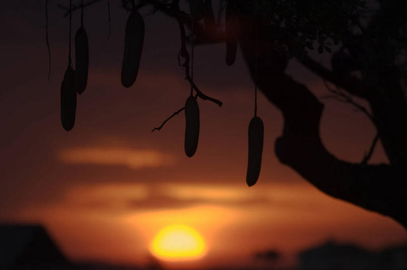 无人,横图,室外,日落,太阳,植物,水果,非洲,肯尼亚,发光,光亮,黄昏,橙色,摄影,考古学,腊肠树,野生动物保护区,东非,自然保护区,彩图,马赛马拉国家保护区,马赛人