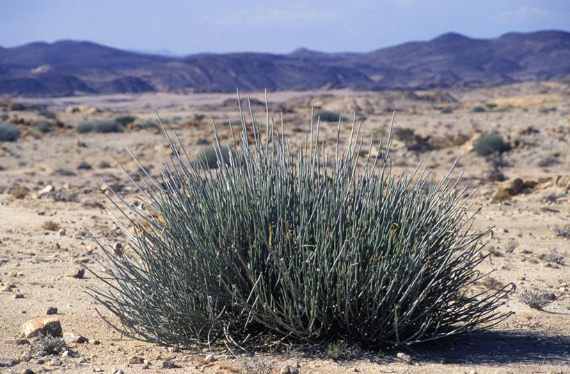 无人,横图,室外,沙漠,山,山脉,仙人掌,非洲,纳米比亚,摄影,沙砾,彩图