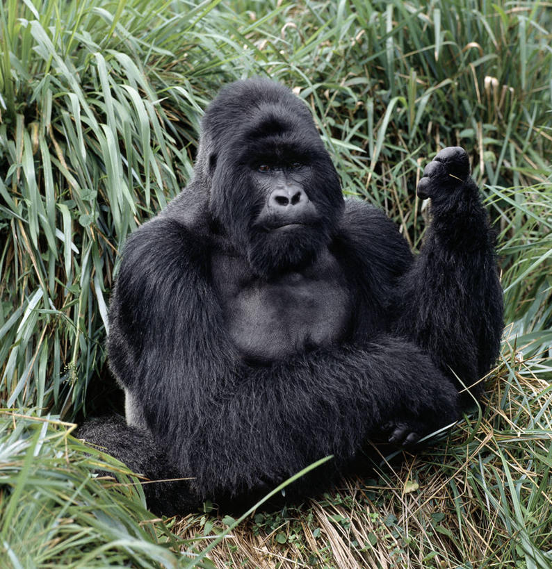 无人,竖图,室外,森林,哺乳动物,野生动物,非洲,动物,摄影,热带气候,大猩猩,猿,热带雨林,刚果民主共和国,银背大猩猩,高山大猩猩,彩图,雨林