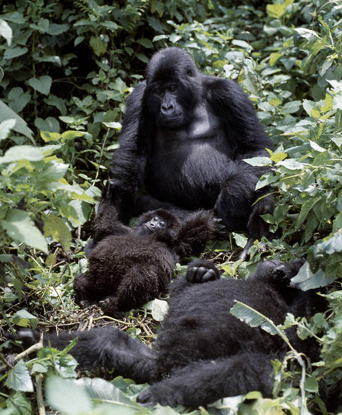 无人,竖图,特写,森林,哺乳动物,野生动物,非洲,黑色,自然,动物,摄影,热带气候,大猩猩,猿,热带雨林,刚果民主共和国,高山大猩猩,彩图,雨林