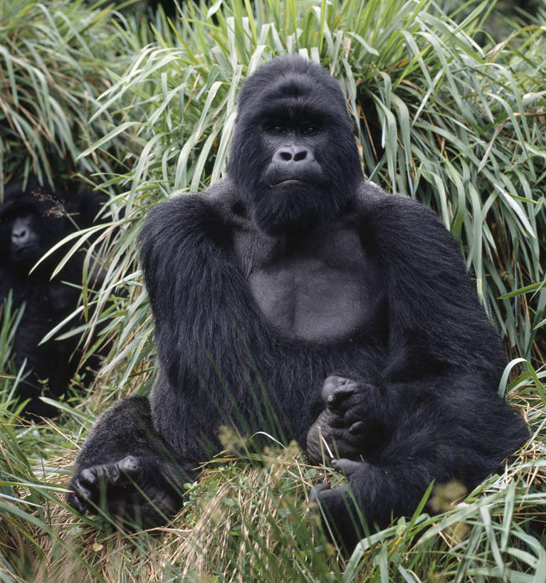 无人,竖图,室外,森林,哺乳动物,野生动物,非洲,自然,动物,摄影,热带气候,大猩猩,猿,热带雨林,刚果民主共和国,银背大猩猩,高山大猩猩,彩图,雨林