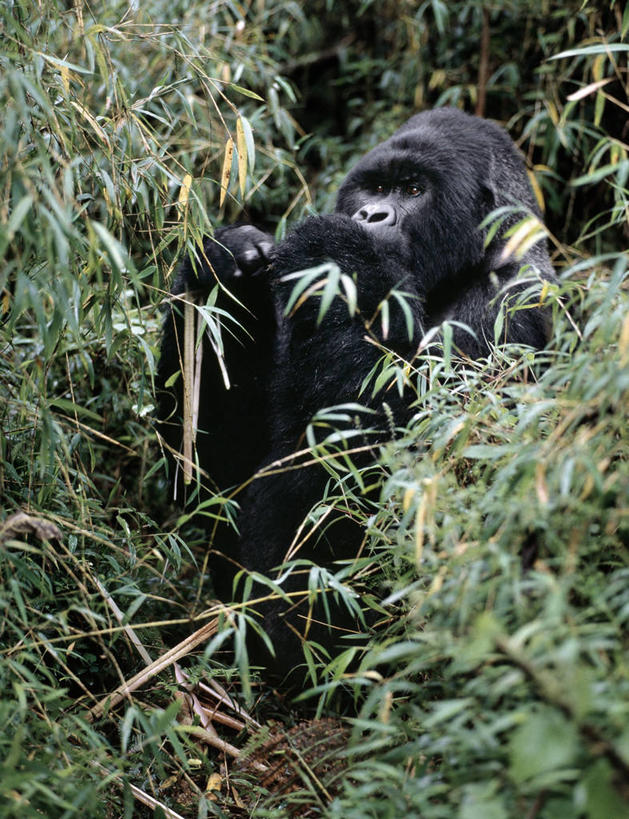 无人,吃,竖图,室外,森林,哺乳动物,野生动物,非洲,自然,动物,摄影,热带气候,大猩猩,猿,热带雨林,喂养,刚果民主共和国,银背大猩猩,高山大猩猩,彩图,雨林
