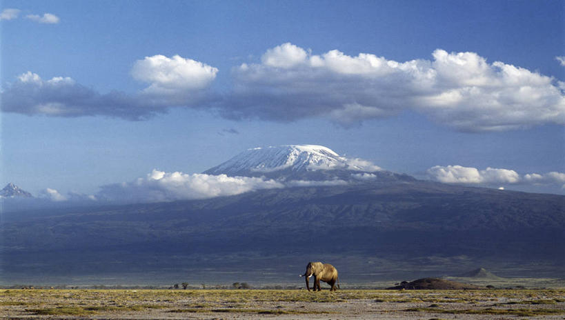 无人,横图,室外,留白,山,山脉,哺乳动物,野生动物,非洲,肯尼亚,长牙,非洲象,草,自然,动物,平原,摄影,考古学,乞力马扎罗山,象,彩图