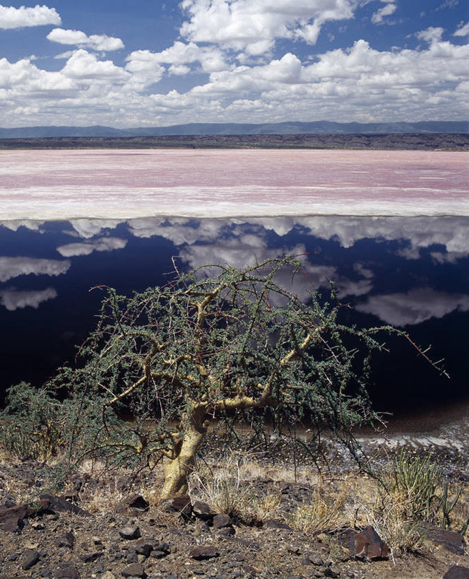 一个人,竖图,室外,湖,植物,非洲,肯尼亚,反射,地形,树,摄影,盐湖,彩图,独处