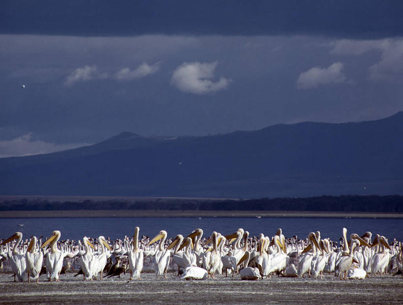 无人,横图,室外,哺乳动物,野生动物,非洲,肯尼亚,鸟类,自然,动物,摄影,考古学,鹈鹕,奈瓦夏湖,彩图