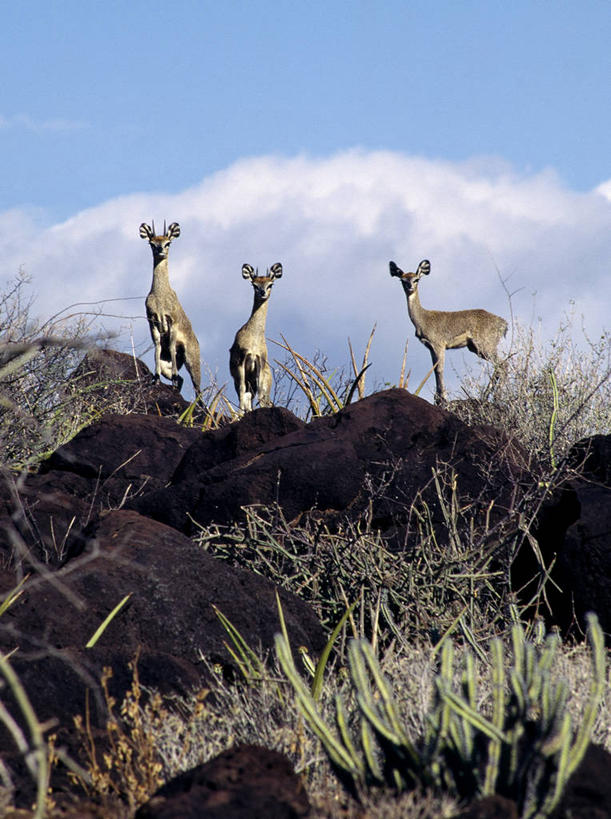 无人,竖图,植物,哺乳动物,鹿,野生动物,非洲,肯尼亚,羚羊,巨石,自然,动物,摄影,岩羚,岩石,彩图