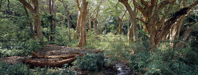 无人,横图,全景,室外,森林,树林,植物,非洲,肯尼亚,地面,树,安静,摄影,空地,宁静,柏哥利亚湖,彩图