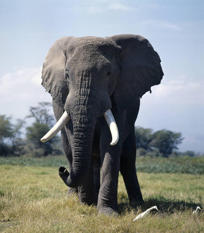 无人,竖图,室外,友谊,哺乳动物,野生动物,象牙,非洲,肯尼亚,长牙,鸟类,非洲象,自然,动物,平原,摄影,考古学,国家公园,野生动物保护区,小白鹭,自然保护区,象,彩图,动物行为,共生关系