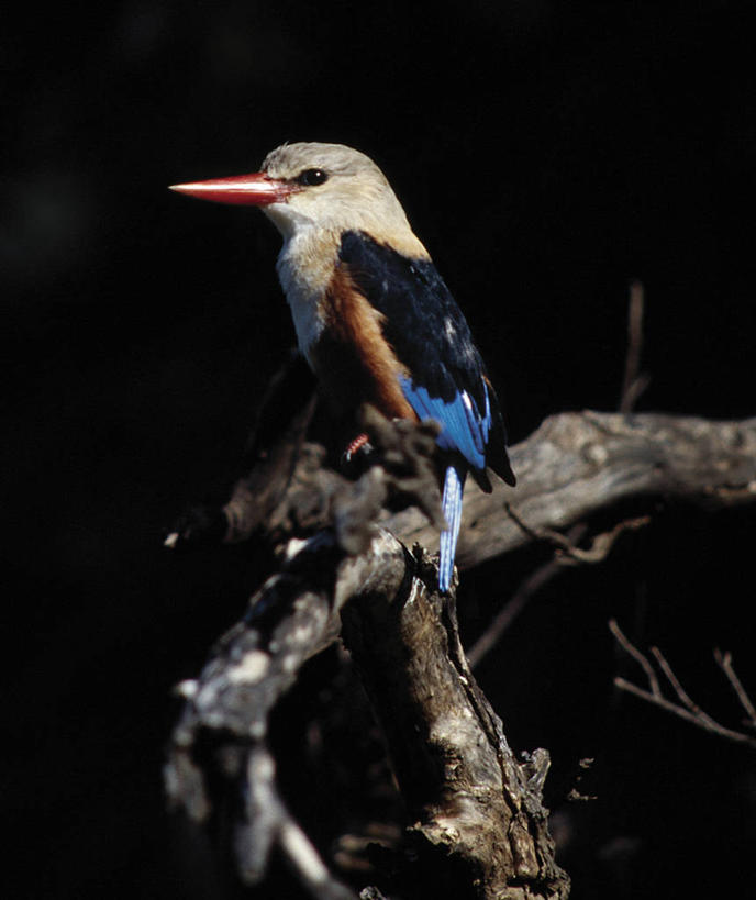 无人,竖图,室外,哺乳动物,翠鸟,野生动物,羽毛,非洲,肯尼亚,鸟类,自然,动物,摄影,考古学,肖像,彩图,马赛马拉国家保护区,灰头翠鸟