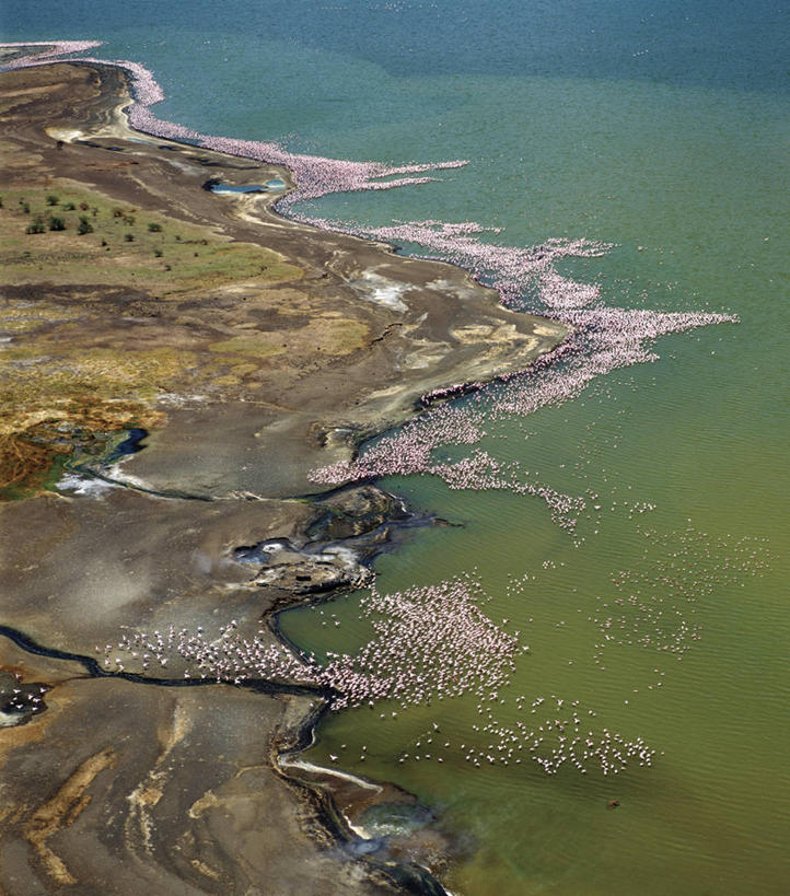 无人,竖图,俯视,航拍,室外,聚会,湖,火山,水,非洲,肯尼亚,一群,许多,火烈鸟,鸟类,海岸线,聚餐,很多,粉色,蓝色,绿色,摄影,鸟瞰,喂养,柏哥利亚湖,彩图,高角度拍摄,小火烈鸟