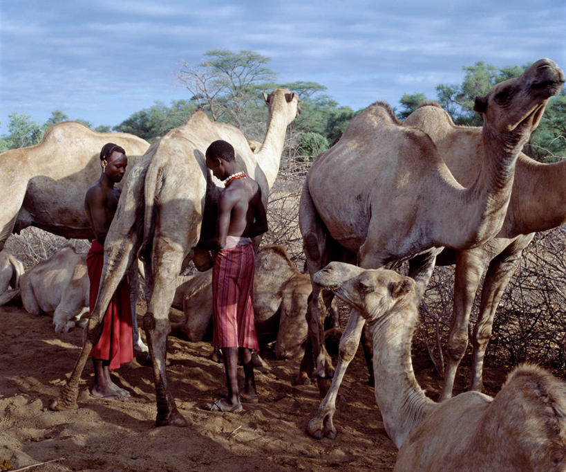 牛奶,成年人,两个人,农民,农场,横图,白天,农业,日光,非洲,肯尼亚,阴影,工作,骆驼,动物,社区,摄影,牲畜,挤奶,男人,彩图,传统服装,传统文化,例行公事