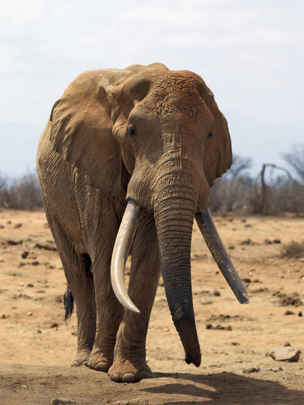 无人,竖图,室外,哺乳动物,野生动物,非洲,肯尼亚,长牙,非洲象,动物,摄影,国家公园,象,彩图