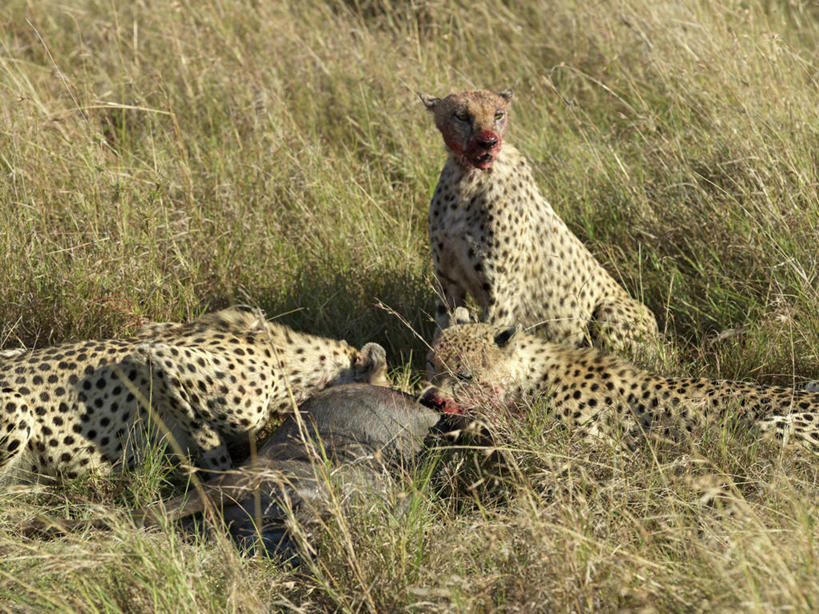 无人,横图,室外,野生动物,非洲,肯尼亚,捕食,地形,食品,动物,血液,摄影,膳食,杀害,野生动物保护区,喂养,猎豹,彩图,马赛马拉国家保护区,动物行为