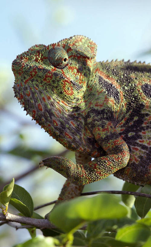无人,竖图,彩色,室外,森林,变色龙,野生动物,蜥蜴,非洲,马达加斯加,枝,自然,动物,摄影,五颜六色,色彩斑斓,考古学,国家公园,五彩缤纷,伪装,五彩斑斓,野生动物保护区,自然保护区,式样,五光十色,图利亚拉,彩图,雨林