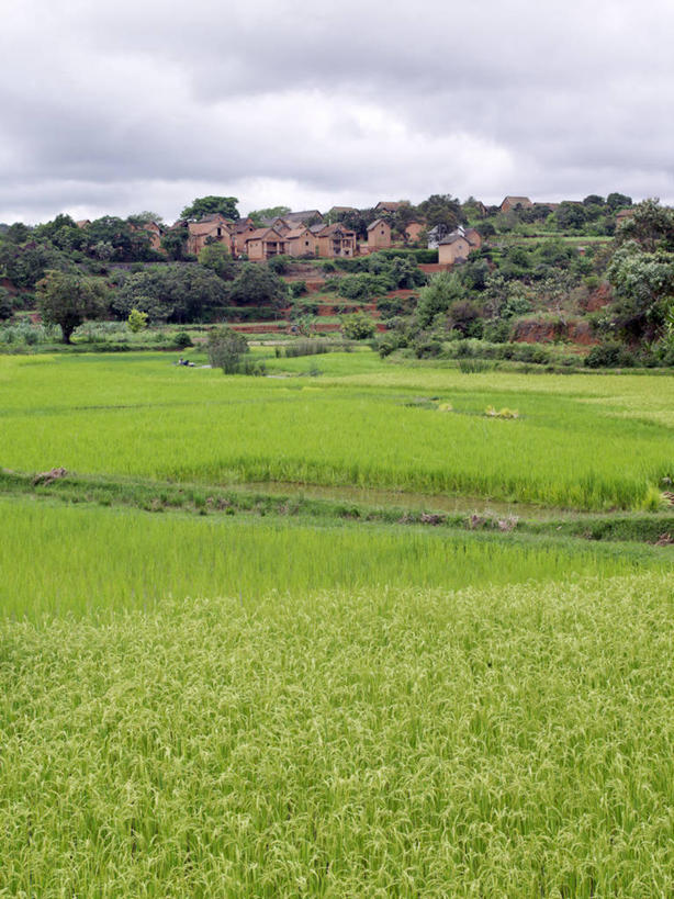 无人,农场,竖图,室外,农业,农作物,非洲,马达加斯加,稻田,地形,田地,乡村,米,饮食,摄影,彩图
