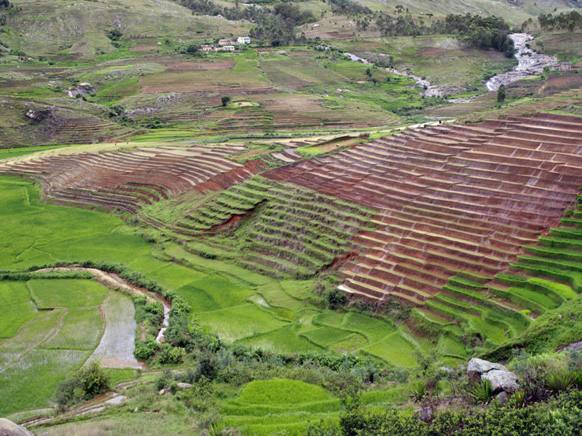 无人,农场,横图,室外,农业,梯田,农作物,非洲,马达加斯加,稻田,地形,田地,米,饮食,摄影,彩图