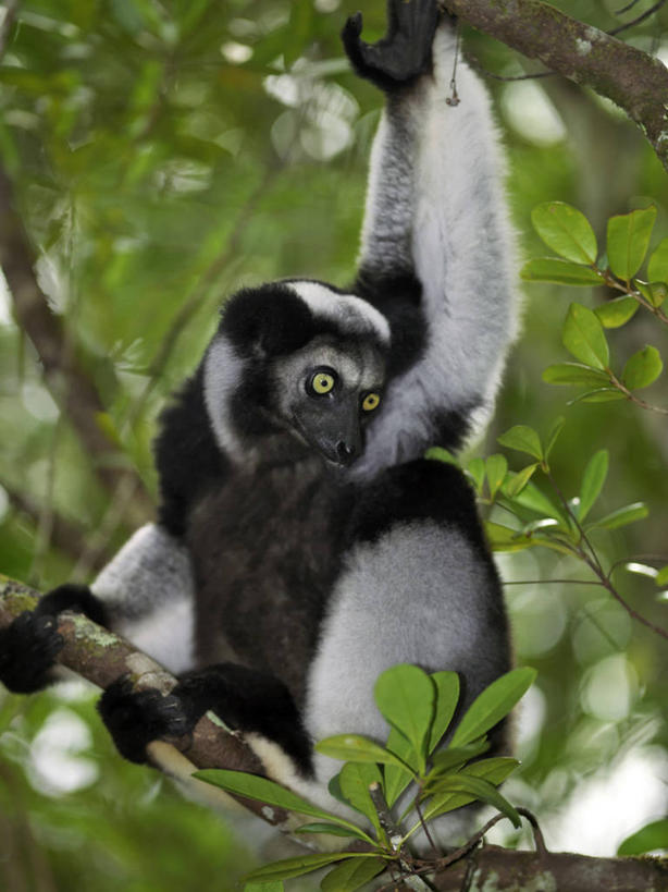 无人,竖图,黑白,室外,森林,哺乳动物,猴,野生动物,猴子,非洲,马达加斯加,自然,动物,可爱,摄影,活泼,考古学,国家公园,狐猴,灵长目,阿非利加洲,野生动物保护区,马达加斯加共和国,自然保护区,濒危物种,大狐猴,原狐猴,彩图,雨林