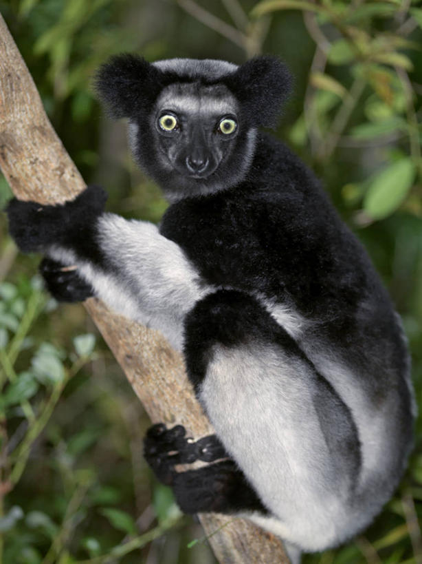 无人,竖图,黑白,室外,森林,哺乳动物,猴,野生动物,猴子,非洲,马达加斯加,自然,动物,可爱,摄影,活泼,考古学,国家公园,狐猴,灵长目,阿非利加洲,野生动物保护区,马达加斯加共和国,自然保护区,濒危物种,大狐猴,原狐猴,彩图,雨林