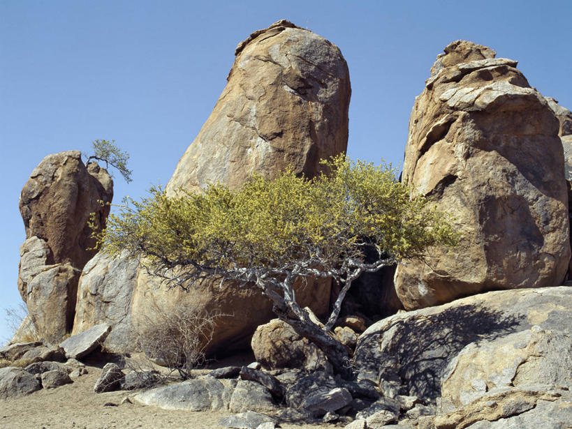 无人,横图,室外,沙漠,植物,仙人掌,野生动物,非洲,纳米比亚,地形,巨石,树,露头,摄影,干的,纳米布沙漠,岩石,彩图