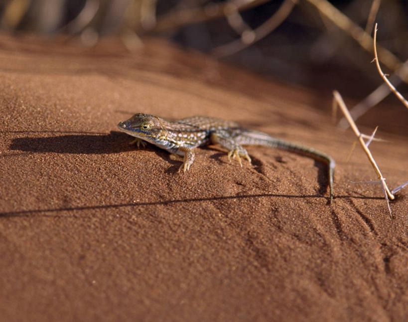无人,横图,室外,沙漠,野生动物,蜥蜴,非洲,纳米比亚,沙子,沙丘,摄影,纳米布沙漠,彩图