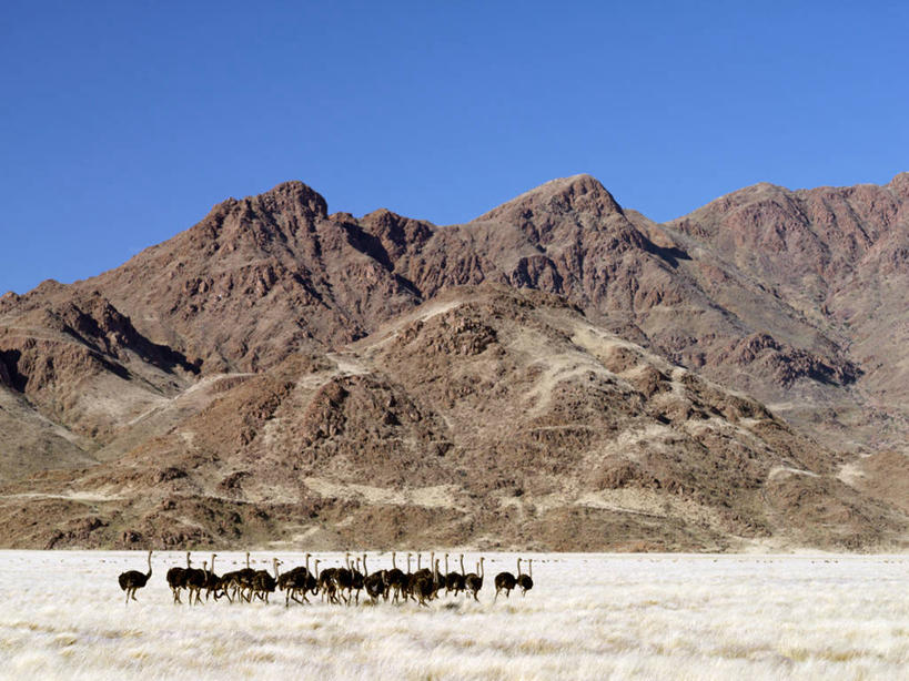 无人,横图,室外,山,山脉,鹅,野生动物,鸵鸟,纳米比亚,许多,鸟类,地形,很多,草,平原,摄影,考古学,纳米布沙漠,彩图