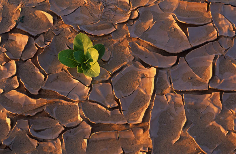 无人,横图,室外,沙漠,植物,叶子,非洲,尼日尔,太空,沙子,地形,泥土,北,绿色,自然,摄影,生长,干的,地貌,撒哈拉沙漠,彩图