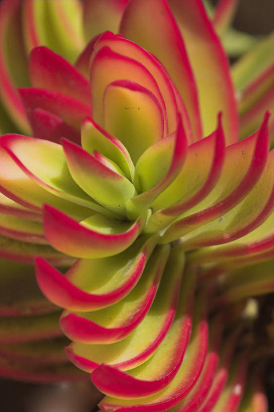 无人,竖图,室外,特写,植物,非洲,埃塞俄比亚,花,摄影,彩图