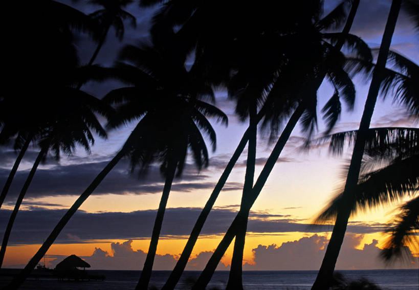 无人,横图,室外,日落,棕榈树,摄影,热带气候,大洋洲,法属波利尼西亚,法属玻利尼西亚,南太平洋,太平洋岛屿,海滩,彩图,法国海外领土