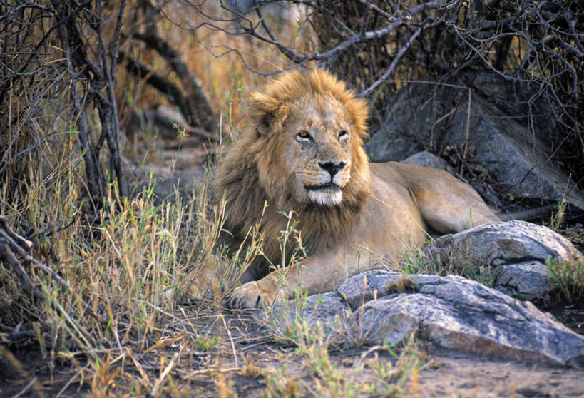 无人,横图,野生动物,狮子,非洲,肯尼亚,摄影,东非,彩图,马赛马拉国家保护区