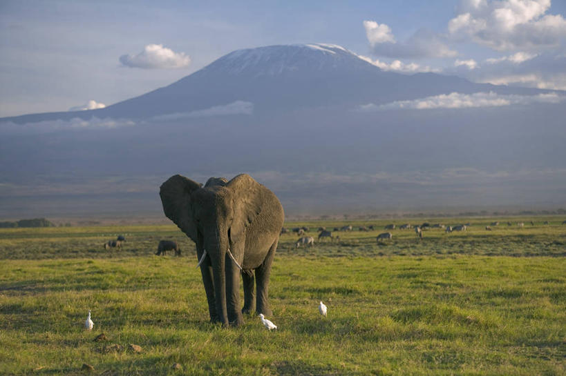 无人,横图,室外,山,野生动物,非洲,肯尼亚,动物,摄影,国家公园,乞力马扎罗山,东非,象,彩图,马赛马拉国家保护区