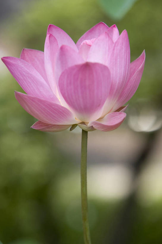 无人,竖图,特写,城市,莲花,曼谷,泰国,亚洲,首都,摄影,东南亚,彩图