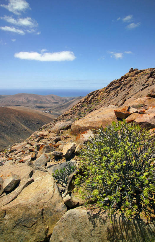 无人,竖图,植物,西班牙,欧洲,岛,摄影,富埃特文图拉岛,大西洋群岛,彩图,旅行