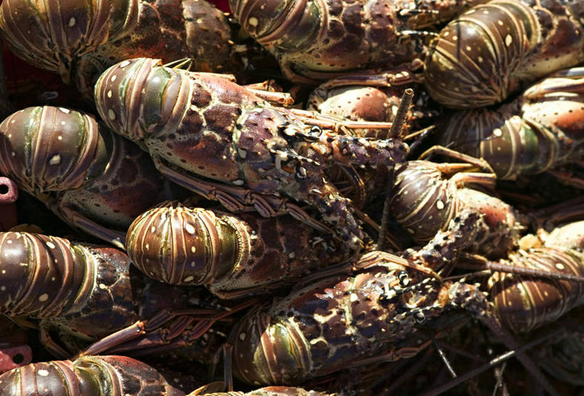 无人,横图,岛,摄影,拉丁美洲,瓜德罗普岛,彩图,法国海外领土