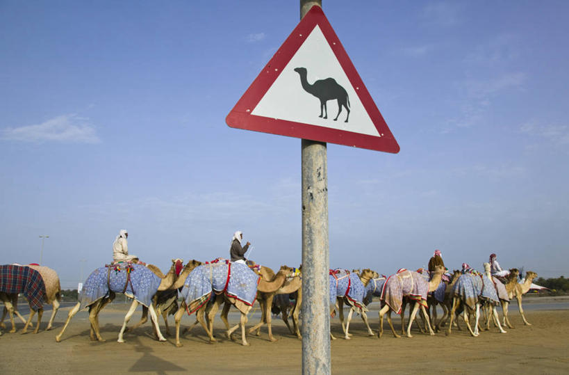 无人,横图,城市,指示牌,标志,文字,标识,骆驼,摄影,中东,阿拉伯联合酋长国,迪拜,波斯湾,彩图,阿拉伯半岛