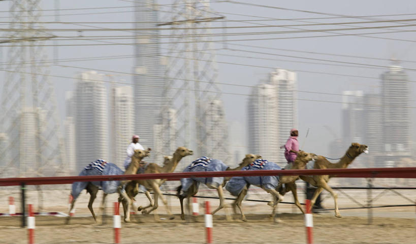 横图,城市,骆驼,摄影,中东,阿拉伯联合酋长国,迪拜,波斯湾,彩图,阿拉伯半岛
