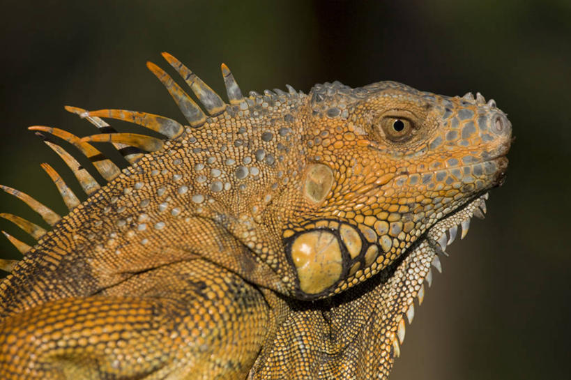 无人,横图,特写,伯利兹,动物,摄影,中美洲,拉丁美洲,绿鬣蜥,彩图