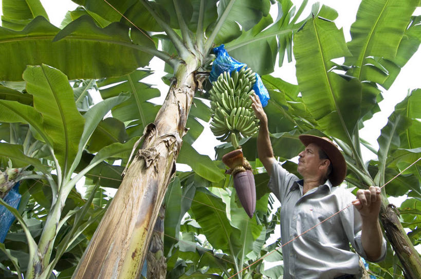 一个人,农民,横图,室外,农业,农作物,香蕉,哥斯达黎加,田地,摄影,北美,北美洲,中美洲,拉丁美洲,美洲,北亚美利加洲,亚美利加洲,哥斯达黎加共和国,彩图