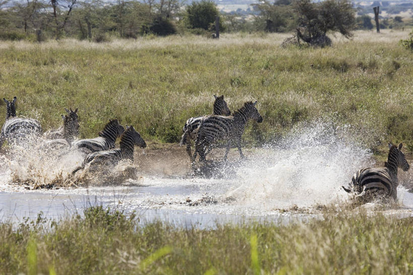 无人,横图,斑马,非洲,肯尼亚,动物,摄影,东非,彩图