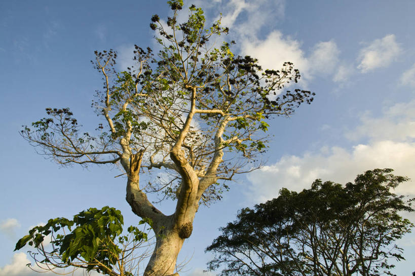 无人,横图,室外,瓦努阿图,岛,摄影,大洋洲,法属波利尼西亚,法属玻利尼西亚,南太平洋,彩图