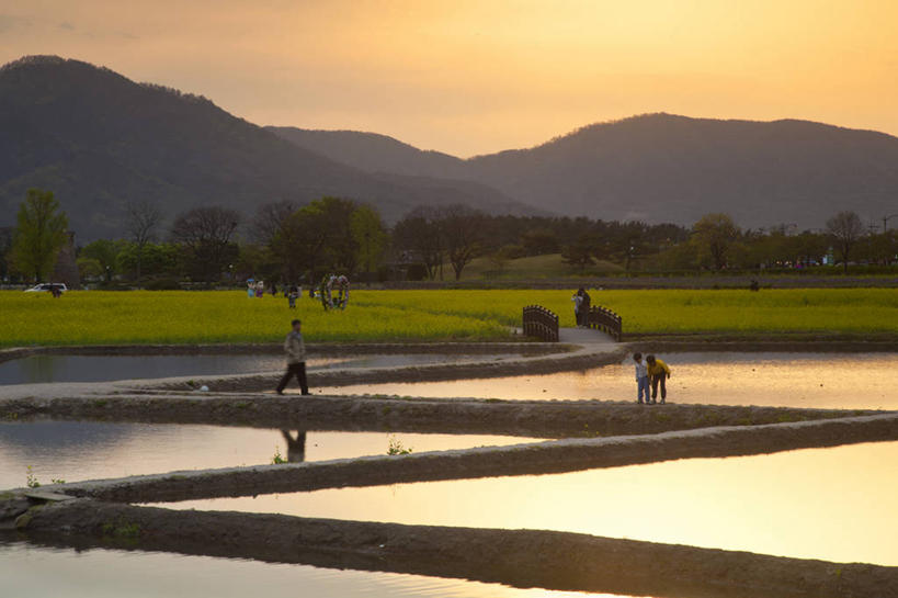 公园,横图,室外,白天,旅游,农作物,日落,城市,韩国,亚洲,池塘,地形,花,黄色,风景,油菜花,摄影,宁静,东亚,朝鲜半岛,彩图