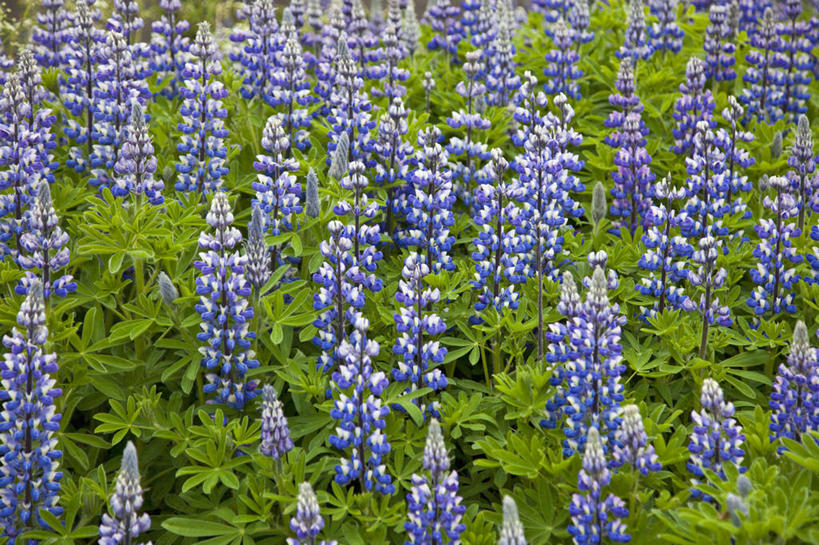 无人,横图,室外,白天,花,蓝色,摄影,白羽扇豆,彩图