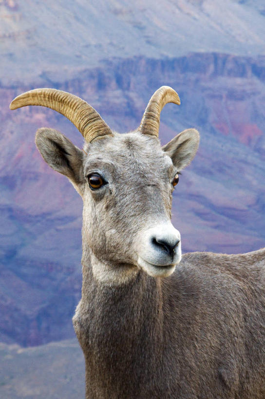 无人,竖图,室外,白天,野生动物,羊,美国,动物,可爱,摄影,活泼,亚利桑那,国家公园,肖像,大角羊,大峡谷国家公园,机敏,盘角羊,盘羊,彩图,旅行,对焦