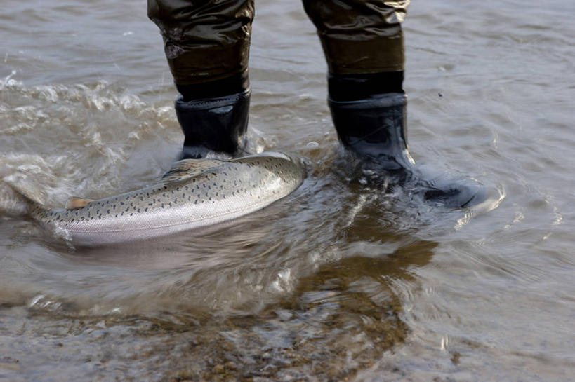成年人,腿,一个人,站,横图,室外,白天,正面,河流,野生动物,美国,仅一个男性,雨鞋,摄影,四肢,彩图,钓鱼