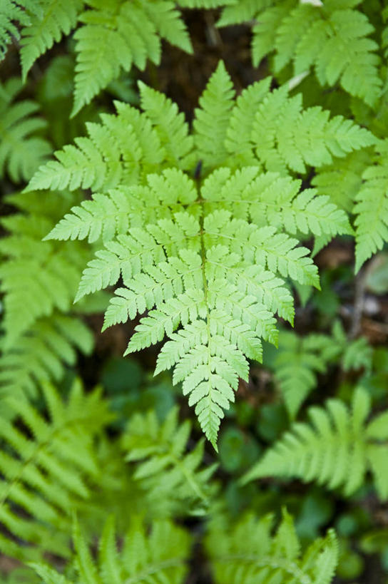 无人,竖图,俯视,室外,特写,白天,叶子,北海道,日本,日本文化,自然,摄影,生长,蕨类,知床半岛,知床国家公园,彩图,高角度拍摄,联合国教科文组织,对焦