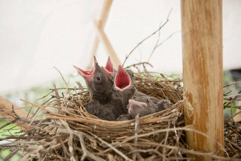 无人,横图,室外,白天,野生动物,美国,四只,鸟类,鸟巢,小鸟,动物,张嘴,摄影,张大嘴巴,内华达州,太浩湖,机敏,僵鸟,开端,张开嘴,彩图,对焦,动物行为