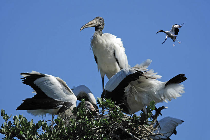 无人,横图,室外,白天,野生动物,美国,鸟类,半空,飞,动物,摄影,栖息,五只,北美,北美洲,美洲,佛罗里达,机敏,佛罗里达州,佛州,阳光州,万里无云,北亚美利加洲,亚美利加洲,圣奥古斯丁,林鹳,彩图,美利坚合众国,对焦