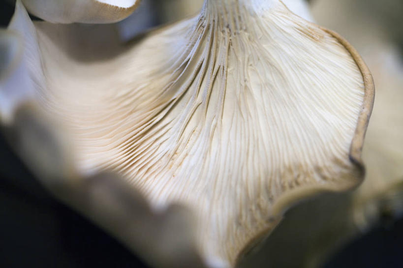 无人,横图,俯视,室外,特写,白天,蔬菜,加拿大,纹路,纹理,饮食,白色,食用菌,摄影,蚝蘑,清新,健康食物,肌理,温哥华,大不列颠哥伦比亚,彩图,高角度拍摄,对焦