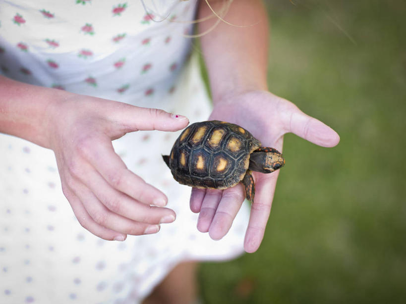西方人,儿童,手,一个人,横图,俯视,室外,特写,白天,纯洁,欧洲,欧洲人,仅一个女性,仅一个人,拿着,小孩,自然,仅一个小孩,可爱,探索,童年,童趣,摄影,部分,关爱,童真,烂漫,无邪,英属维京群岛,安圭拉岛,天真,女孩,女人,女性,白种人,孩子,海龟,彩图,高角度拍摄,女生